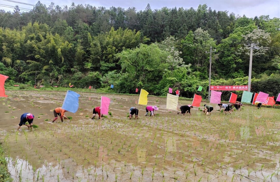 營前鎮(zhèn)梅里村開展插秧比賽